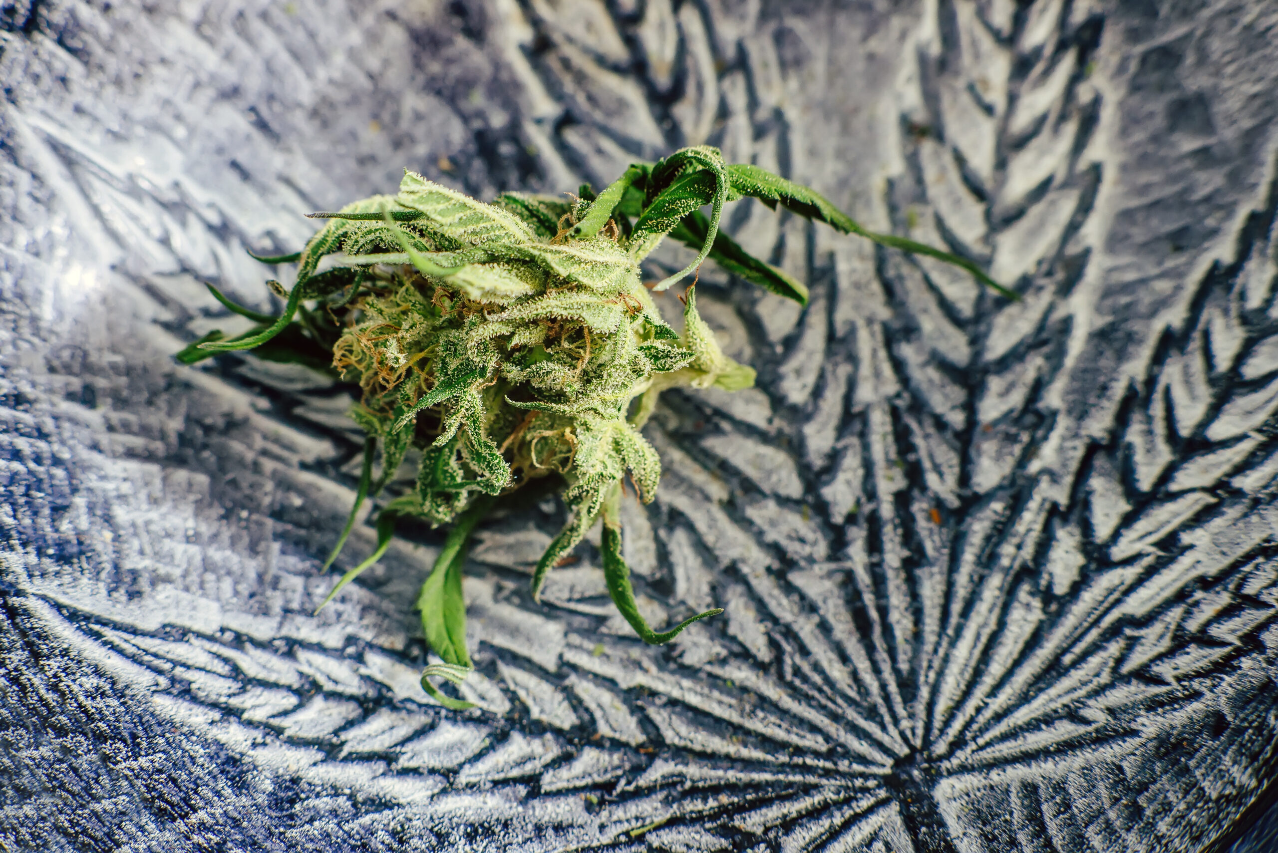 Pre-Rolled Blunts Vs. Cannabis Flower