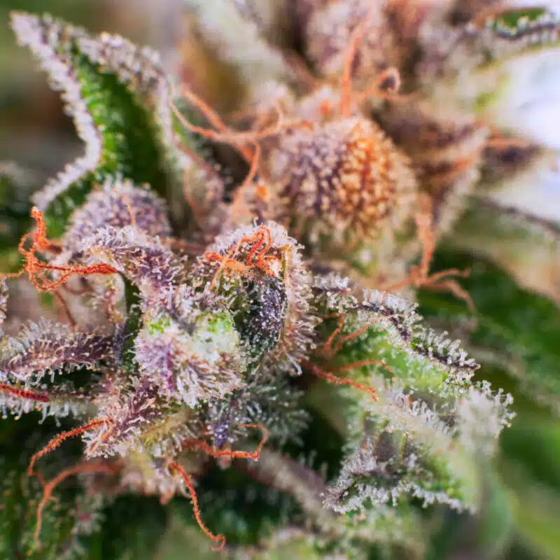 Medical Cannabis Bud