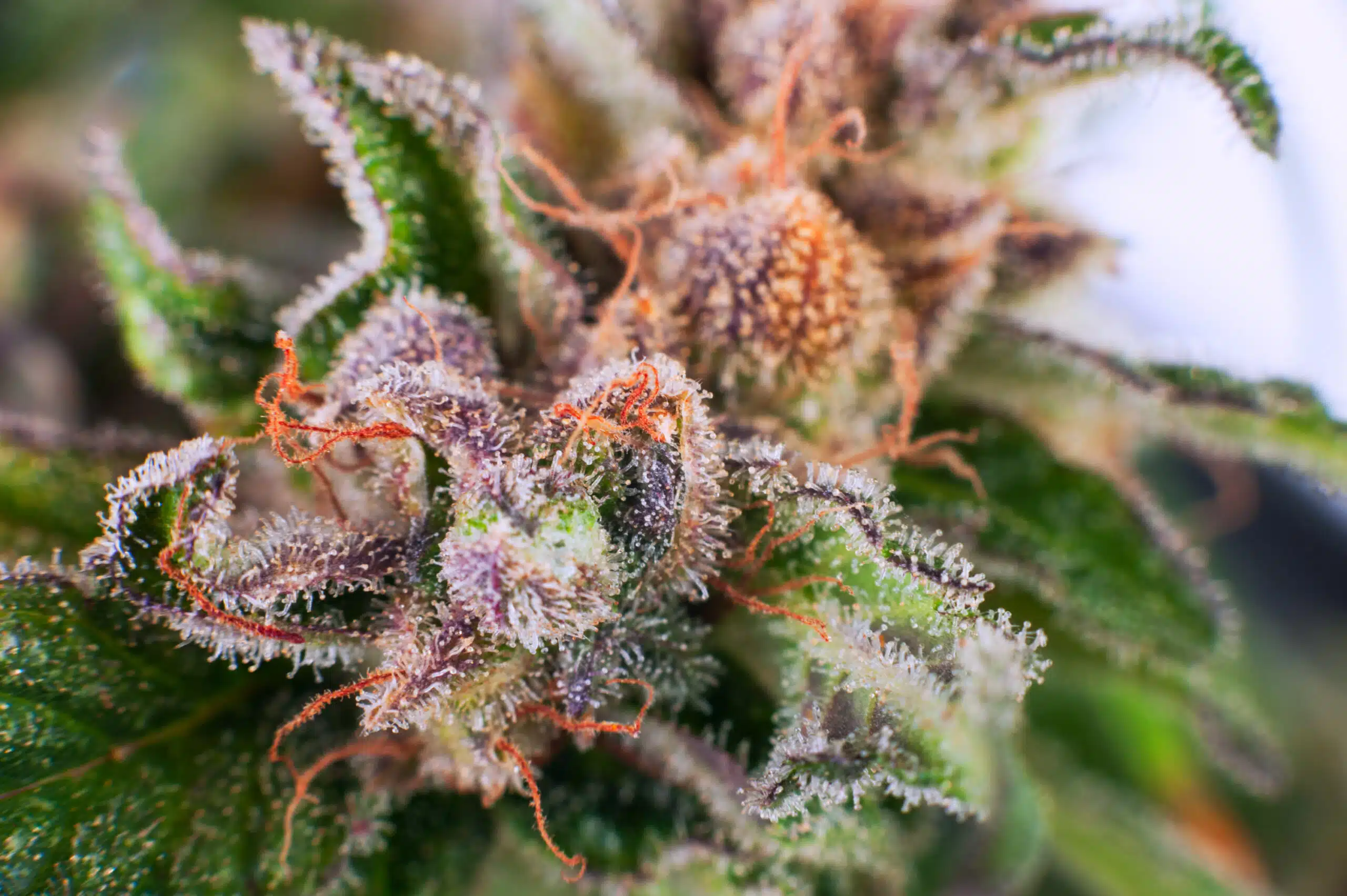 4 Things to Look for in Premium Cannabis Flower