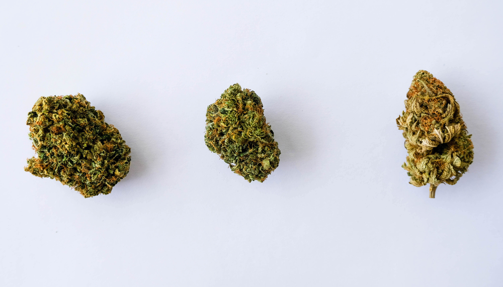 Types of Cannabis Strains and Their Effects