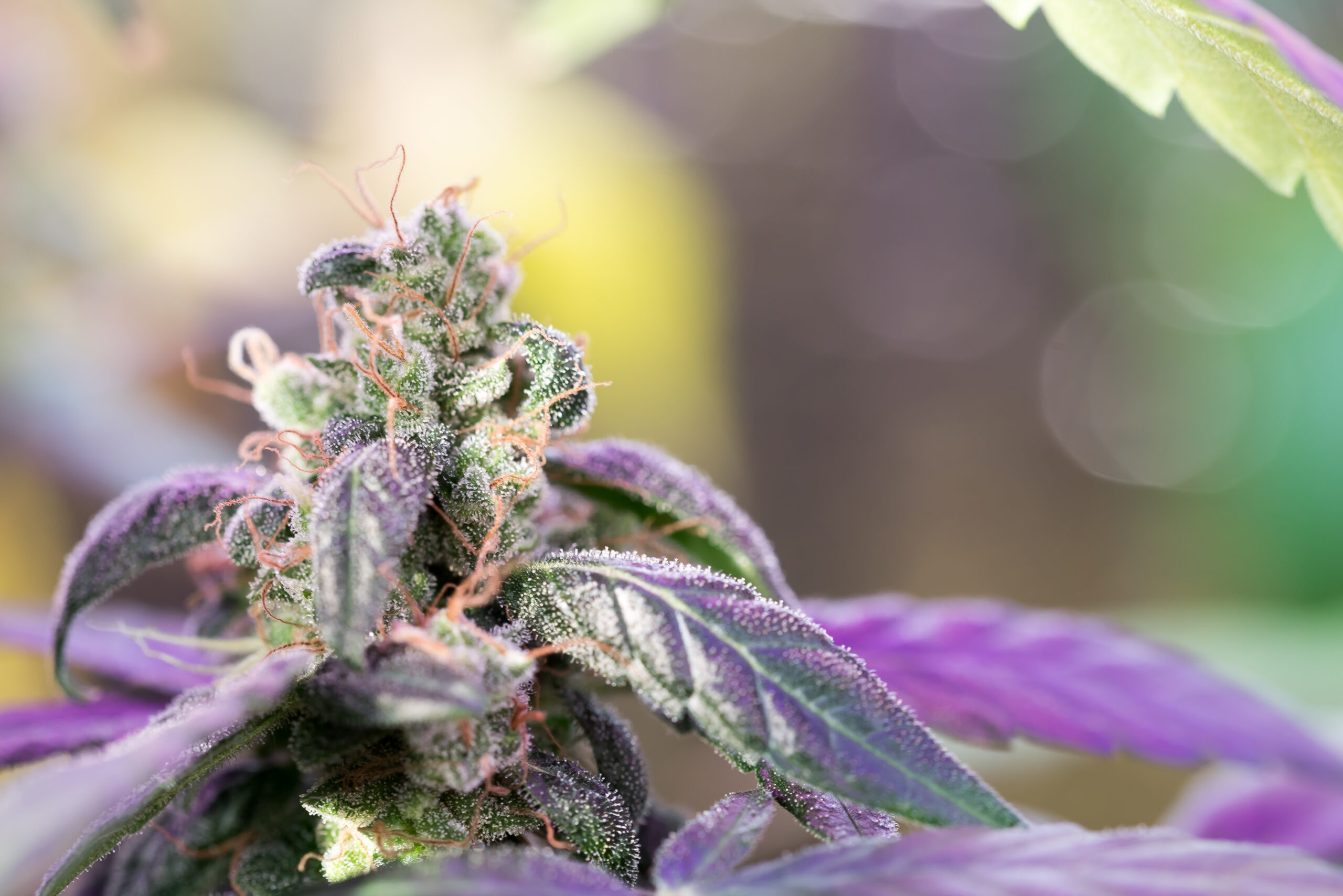 7 Benefits of Hybrid Cannabis Strains