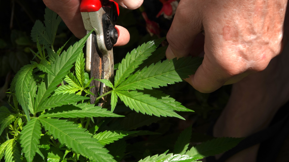 Pruning Cannabis: Why, When, and How to Prune Cannabis Plants