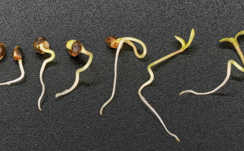 Timelapse,Of,Hemp,Seed,Germination,On,A,Black,Background