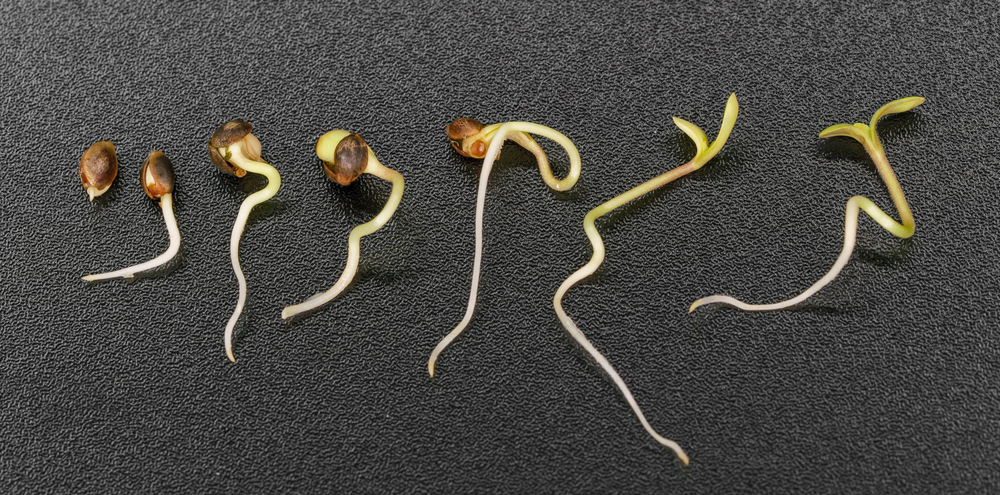 How to Germinate Cannabis Seeds